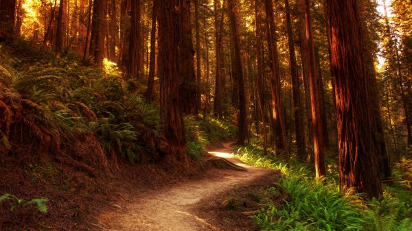 forest, trail, trees Wallpaper 1366x768