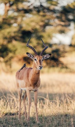 Wild Impala, South Africa Wallpaper 600x1024