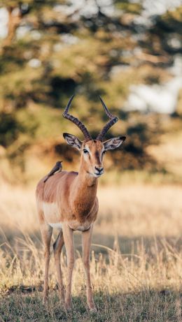 Wild Impala, South Africa Wallpaper 640x1136