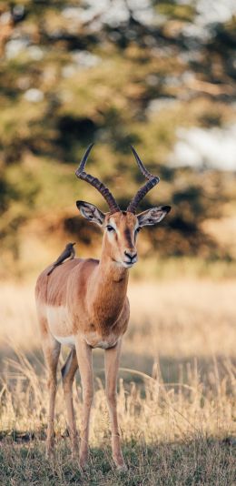 Wild Impala, South Africa Wallpaper 1080x2220