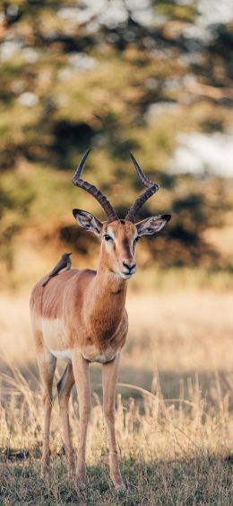 Wild Impala, South Africa Wallpaper 1080x2340