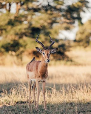 Wild Impala, South Africa Wallpaper 4078x5097