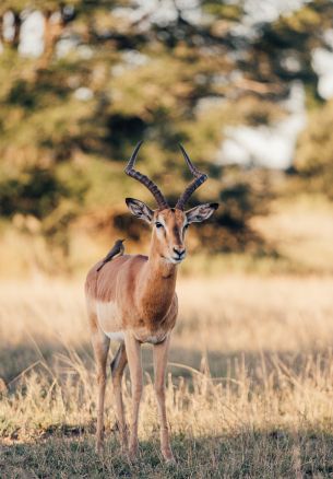 Wild Impala, South Africa Wallpaper 1640x2360