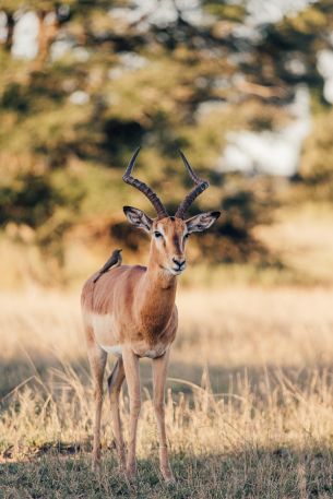 Wild Impala, South Africa Wallpaper 640x960