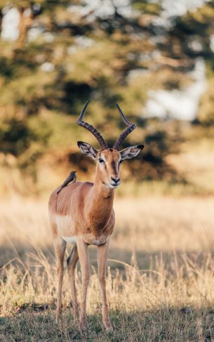 Wild Impala, South Africa Wallpaper 1752x2800