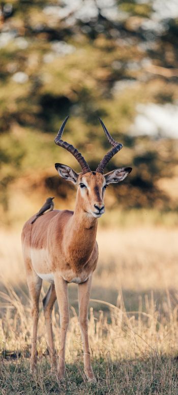Wild Impala, South Africa Wallpaper 1080x2400