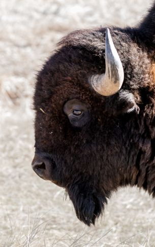 bison, big animal Wallpaper 1752x2800