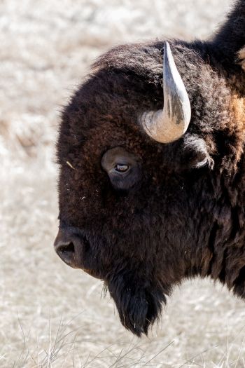 bison, big animal Wallpaper 640x960