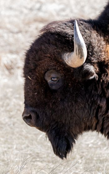 bison, big animal Wallpaper 1752x2800