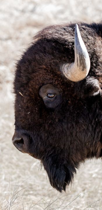 bison, big animal Wallpaper 1080x2220