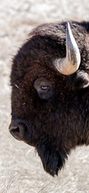 bison, big animal Wallpaper 1125x2436
