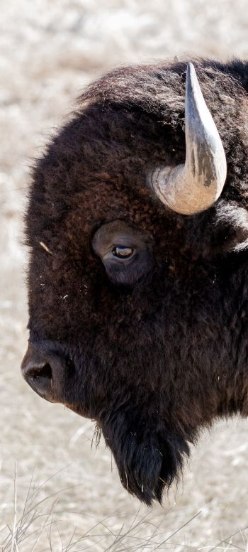 bison, big animal Wallpaper 1080x2400