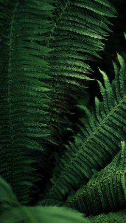 green leaves Wallpaper 640x1136