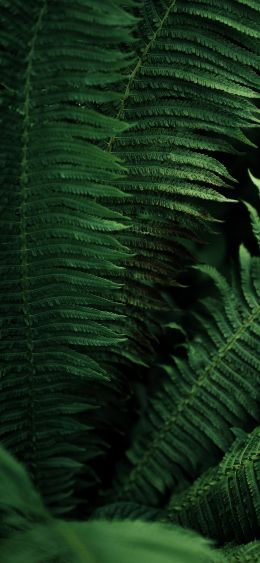 green leaves Wallpaper 1080x2340