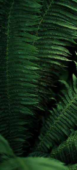 green leaves Wallpaper 1440x3200