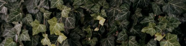 living wall Wallpaper 1590x400