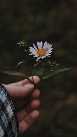 chamomile in hand Wallpaper 2160x3840