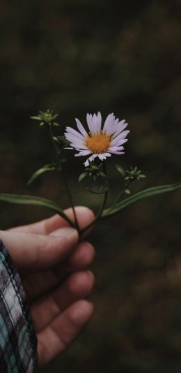 chamomile in hand Wallpaper 1440x2960