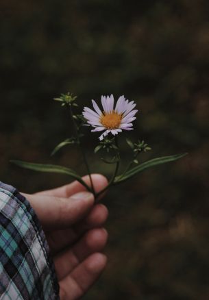 chamomile in hand Wallpaper 1640x2360