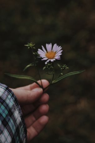 chamomile in hand Wallpaper 640x960