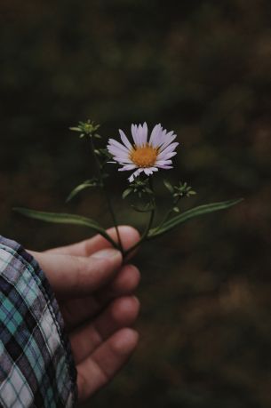 chamomile in hand Wallpaper 2848x4288