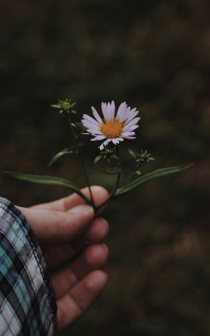 chamomile in hand Wallpaper 1752x2800