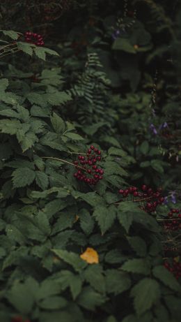 red berries on a bush Wallpaper 640x1136