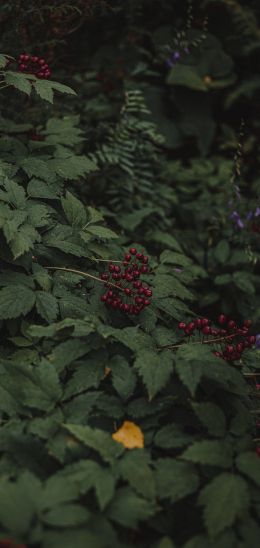 red berries on a bush Wallpaper 1440x3040