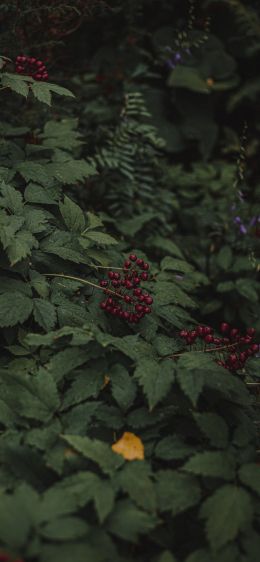 red berries on a bush Wallpaper 828x1792