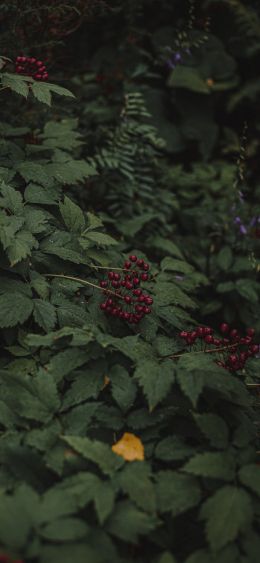 red berries on a bush Wallpaper 1080x2340