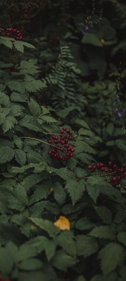 red berries on a bush Wallpaper 1080x2400