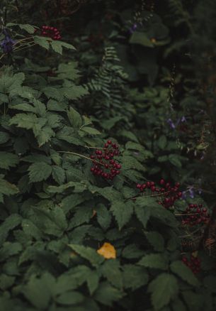 red berries on a bush Wallpaper 1640x2360