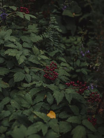 red berries on a bush Wallpaper 1668x2224