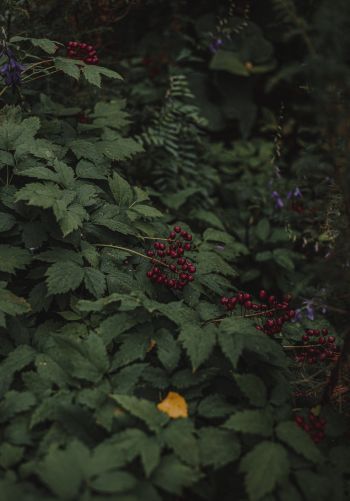 red berries on a bush Wallpaper 1668x2388