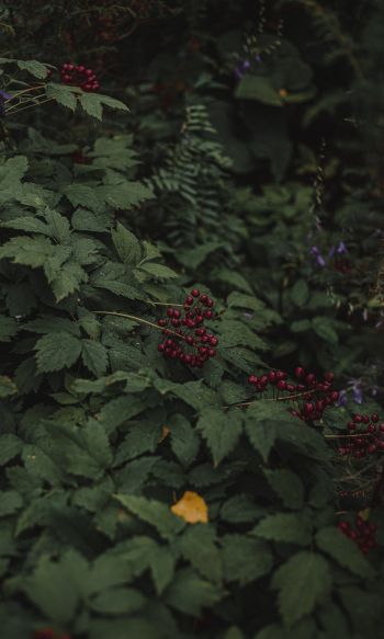 red berries on a bush Wallpaper 1200x2000