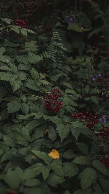 red berries on a bush Wallpaper 750x1334