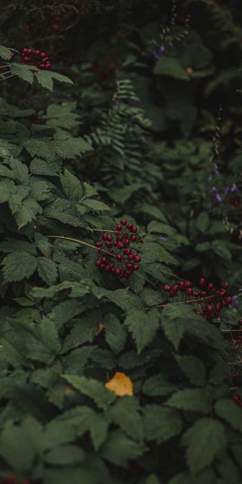 red berries on a bush Wallpaper 720x1440