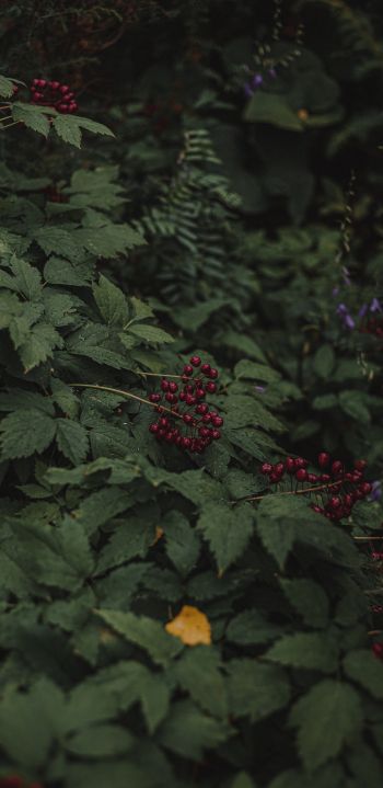 red berries on a bush Wallpaper 1440x2960