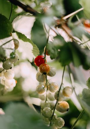 summer, currant bush Wallpaper 1668x2388