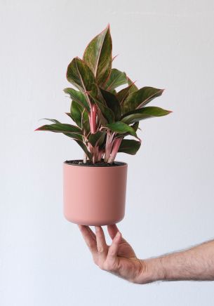 hand, indoor flower in a pot Wallpaper 1668x2388