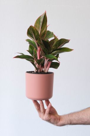 hand, indoor flower in a pot Wallpaper 640x960