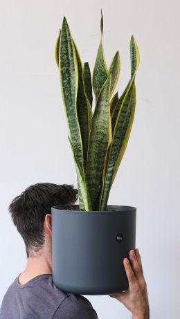 flower pot, man Wallpaper 640x1136