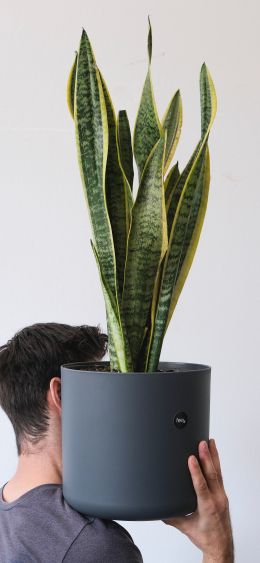 flower pot, man Wallpaper 1080x2340