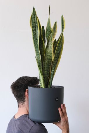 flower pot, man Wallpaper 640x960