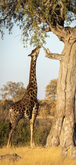 Обои 828x1792 Национальный парк Хванге, Зимбабве