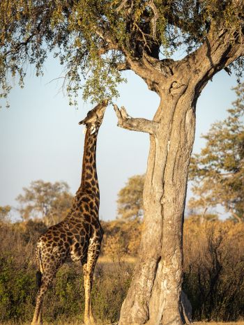 Обои 1620x2160 Национальный парк Хванге, Зимбабве