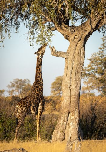 Обои 1668x2388 Национальный парк Хванге, Зимбабве
