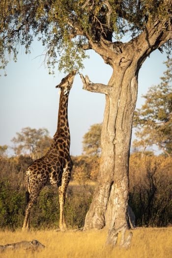 Обои 640x960 Национальный парк Хванге, Зимбабве