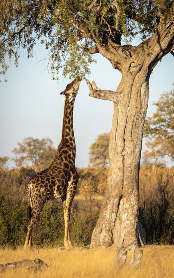 Обои 800x1280 Национальный парк Хванге, Зимбабве
