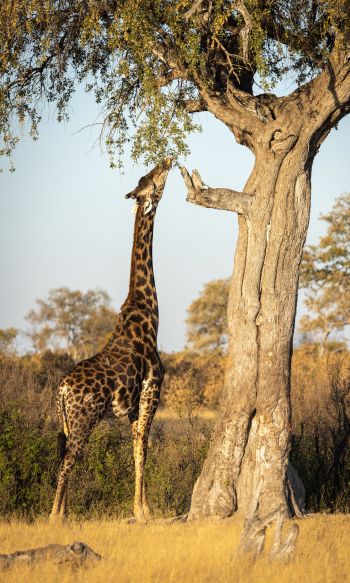 Обои 1200x2000 Национальный парк Хванге, Зимбабве